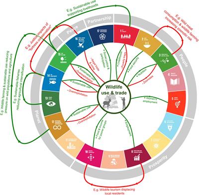 “Saving Lives, Protecting Livelihoods, and Safeguarding Nature”: Risk-Based Wildlife Trade Policy for Sustainable Development Outcomes Post-COVID-19